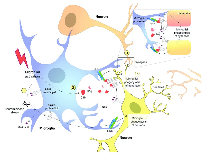 Schematic diagram showing potential mechanisms for complement receptor 3 (CR3)-dependent microglial phagocytosis of neurons, dendrites, and synapses.